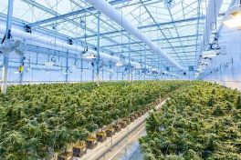 ỨNG DỤNG KHÍ CO₂ TRONG SẢN XUẤT NÔNG NGHIỆP – GIẢI PHÁP TĂNG TRƯỞNG XANH TỪ BẮC HÀ